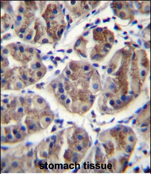 IHC-P - EIF3A Antibody (C-term) AP12955b