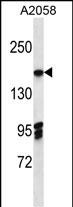 WB - EIF3A Antibody (C-term) AP12955b