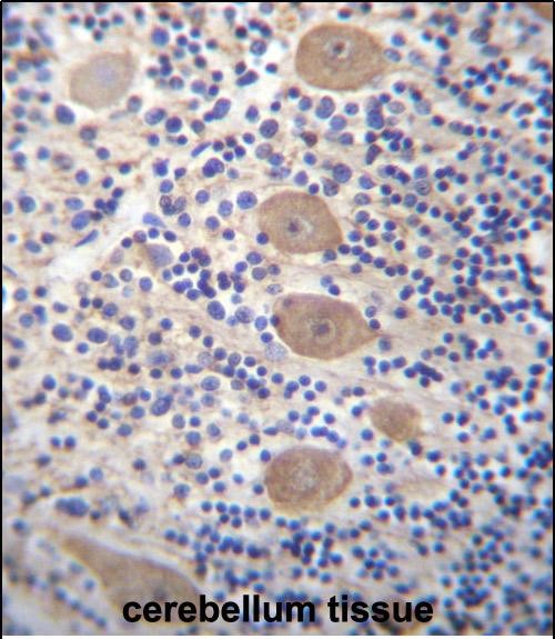 IHC-P - EAPP Antibody (C-term) AP12971b