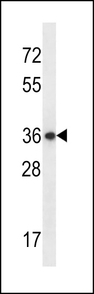 WB - EAPP Antibody (C-term) AP12971b