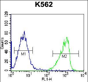 FC - GIF Antibody (Center) AP12975C