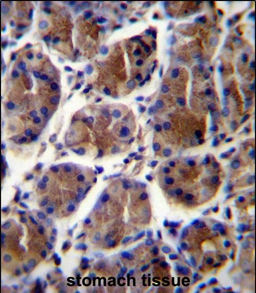 IHC-P - GIF Antibody (Center) AP12975C