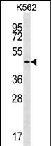 WB - GIF Antibody (Center) AP12975C