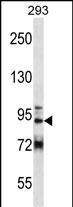 WB - GCC1 Antibody (C-term) AP12984B