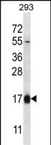 WB - HBQ1 Antibody (N-term) AP12996a