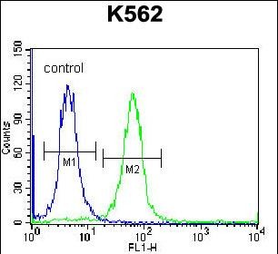FC - SP6 Antibody (Center) AP13016c