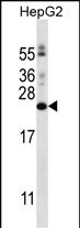 PIGH Antibody (N-term) (Cat. #AP13029a) western blot analysis in HepG2 cell line lysates (35ug/lane).This demonstrates the PIGH antibody detected the PIGH protein (arrow).