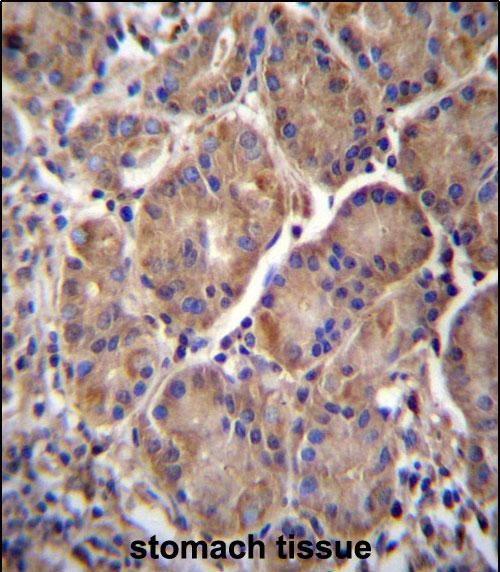 IHC-P - MMRN2 Antibody (C-term) AP13047b