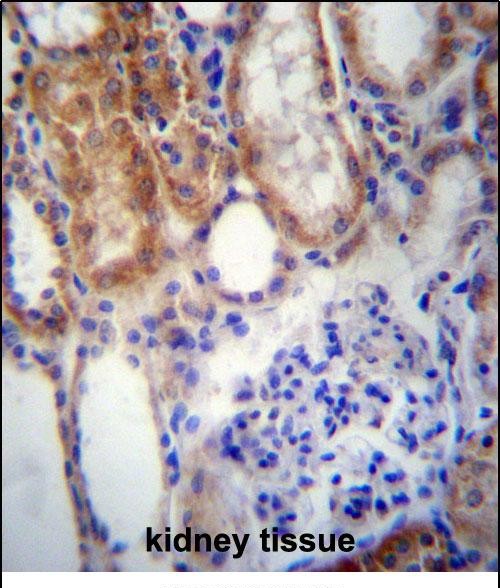 IHC-P - SUSD2 Antibody (C-term) AP13050B