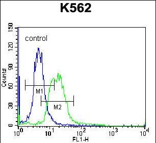 FC - MPP3 Antibody (C-term) AP13068b