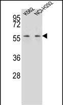 WB - MPP3 Antibody (C-term) AP13068b