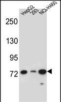 WB - LNX2 Antibody (C-term) AP13071b