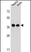 WB - ERLIN1 Antibody (Center) AP13078c