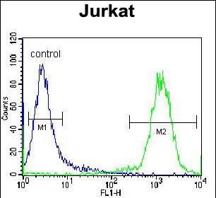 FC - TNRC4 Antibody (N-term) AP13087a