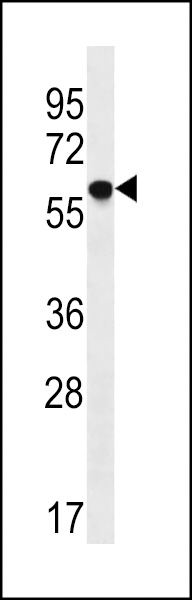 WB - TM9SF2 Antibody (N-term) AP13152A
