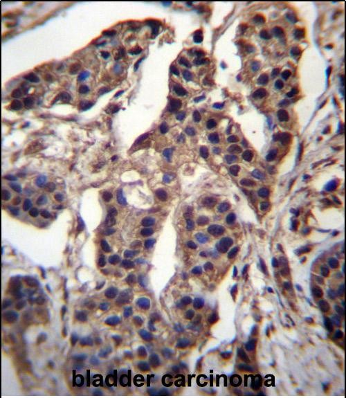 IHC-P - CG025 Antibody (N-term) AP13164A