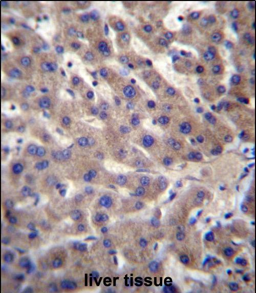 IHC-P - CNTLN Antibody (N-term) AP13167A