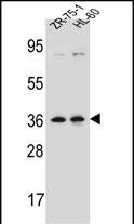 WB - LUZP2 Antibody (N-term) AP13174a