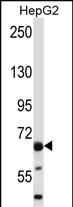 WB - PHACTR2 Antibody (N-term) AP13182a