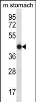 WB - FGD2 Antibody (C-term) AP13191b