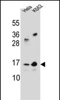 WB - YE016 Antibody (Center) AP13214c