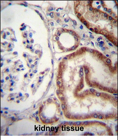 IHC-P - MIOX Antibody (N-term) AP13229A