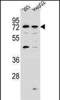 WB - GIMAP8 Antibody (N-term) AP13234A