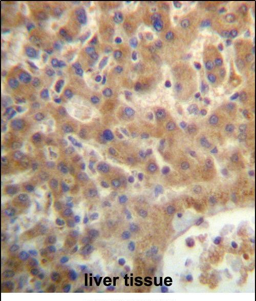 IHC-P - SEC14L4 Antibody (N-term) AP13245a