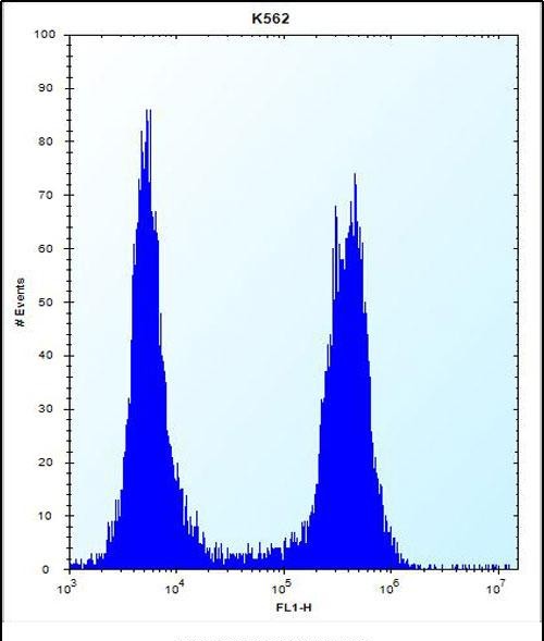 FC - ARSF Antibody (Center) AP13247c