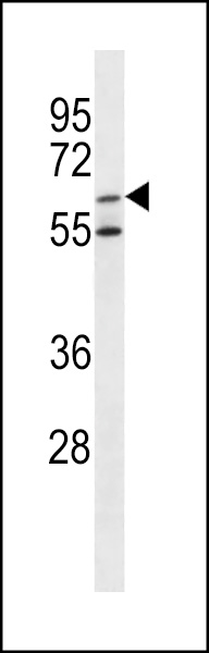 ARSF Antibody (Center) (Cat. #AP13247c) western blot analysis in K562 cell line lysates (35ug/lane).This demonstrates the ARSF antibody detected the ARSF protein (arrow).