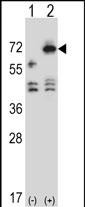 WB - ARSF Antibody (Center) AP13247c