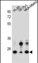 WB - GFRA4 Antibody (Center) AP13249c