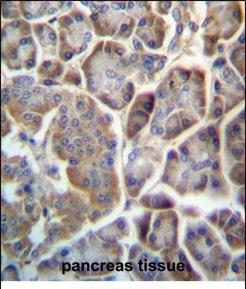 IHC-P - TMED9 Antibody (C-term) AP13250B