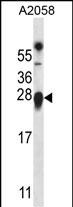 WB - TMED9 Antibody (C-term) AP13250B