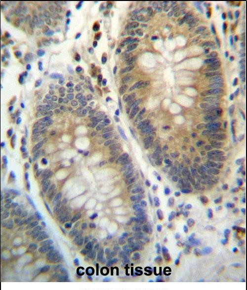 IHC-P - TEX261 Antibody (C-term) AP13251b