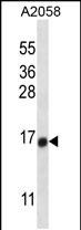 WB - TEX261 Antibody (C-term) AP13251b