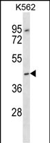 WB - OR13F1 Antibody (C-term) AP13257b