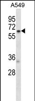 WB - TCP11L2 Antibody (N-term) AP13267a