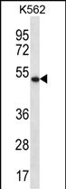 APOBEC3G Antibody (C-term) (Cat. #AP13299b) western blot analysis in K562 cell line lysates (35ug/lane).This demonstrates the APOBEC3G antibody detected the APOBEC3G protein (arrow).