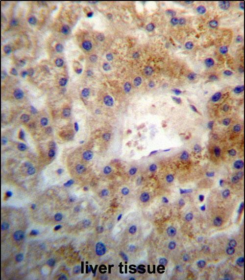 IHC-P - SGEF Antibody (Center) AP13325c