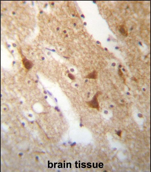 IHC-P - ELAVL3 Antibody (N-term) AP13333a