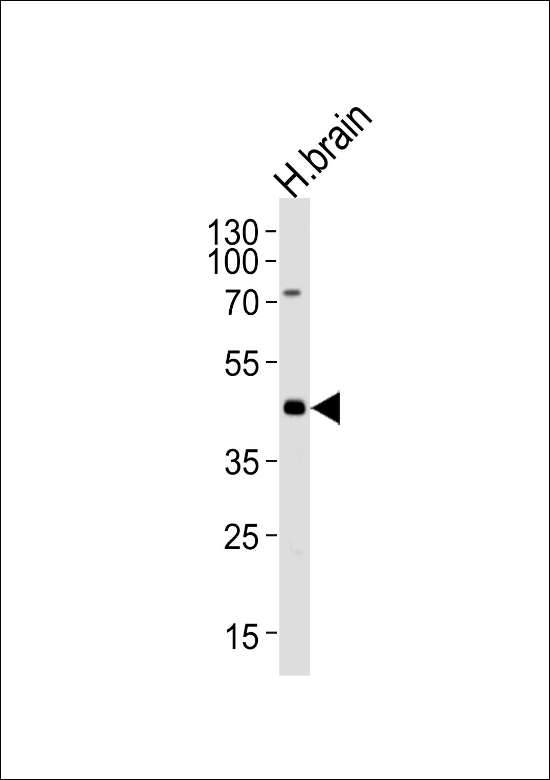 WB - ELAVL3 Antibody (N-term) AP13333a