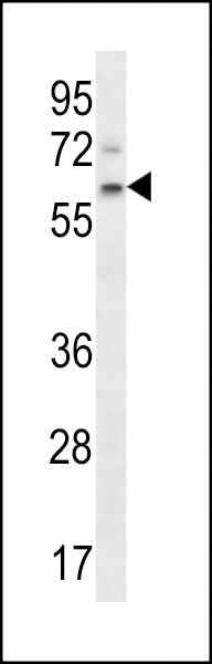 APCDD1 Antibody (N-term) (Cat. #AP13356a) western blot analysis in NCI-H292 cell line lysates (35ug/lane).This demonstrates the APCDD1 antibody detected the APCDD1 protein (arrow).