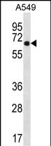 WB - WSCD2 Antibody (C-term) AP13359b