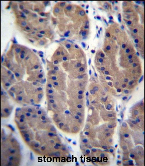 IHC-P - FRMD7 Antibody (N-term) AP13371A