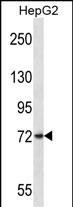 WB - FRMD7 Antibody (N-term) AP13371A