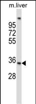 WB - UPRT Antibody (C-term) AP13372b