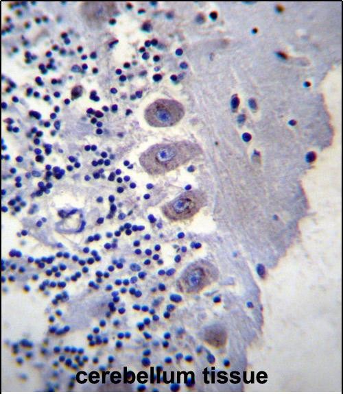 IHC-P - BEAN Antibody (N-term) AP13386a