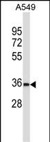 WB - BEAN Antibody (N-term) AP13386a