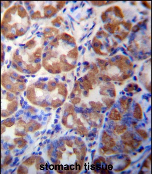 IHC-P - WDR89 Antibody (C-term) AP13408b